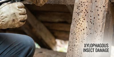 Traitement bois charpente - insectes xylophages mérule